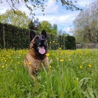 Guardian, Homme toutes mains