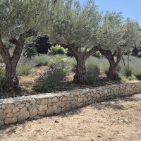 Chef jardinier, Guardian